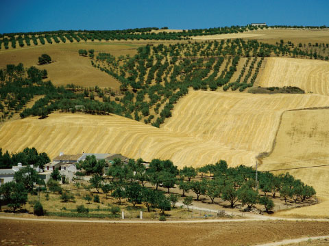 A hacienda-style farmhouse sits among rolling hills with rows of trees and golden grain fields.