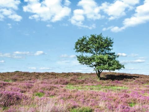 A solitary tree stands in a field of blooming purple heather beneath a blue sky with scattered clouds.