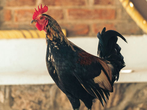 A rooster with a bright red comb and dark tail feathers, referencing the "rooster's tail" theory behind the word "cocktail"