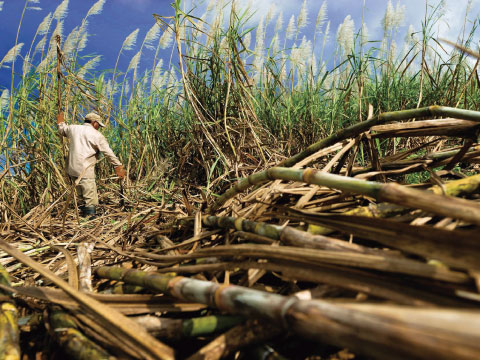 A worker cutting sugarcane by hand in a dense field, with harvested stalks piled in the foreground