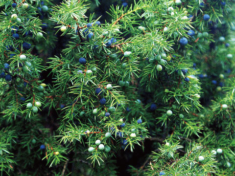 Clusters of ripening juniper berries in shades of green and blue-black grow among needle-like leaves.
