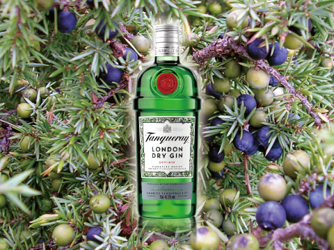 A green bottle of Tanqueray London Dry Gin surrounded by juniper branches with ripe purple berries
