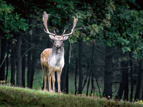 A male deer, or "buck," standing in a forest clearing — a visual reference to the name of the Buck cocktail style