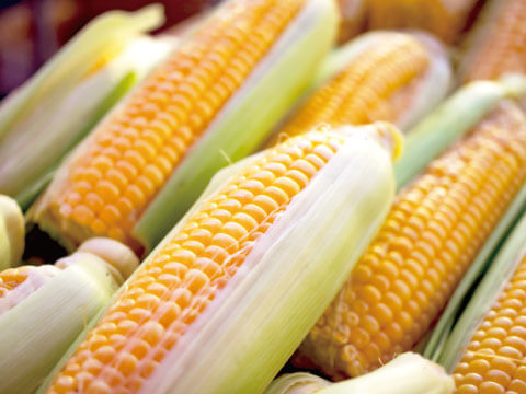 Close-up of fresh corn ears with husks partially peeled back, a grain commonly used in whiskey production.