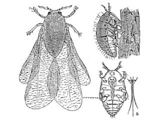 A vintage scientific illustration shows the phylloxera insect in multiple stages and forms, including winged and larval views.
