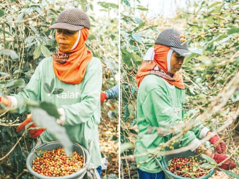 A worker hand-picks ripe red coffee cherries from a tree and collects them in a basket on a coffee farm.