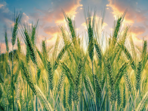 Tall rye grain stalks stand in a field, backlit by a warm sunset sky.