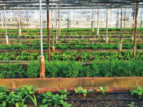 Rows of leafy green vegetables grow in raised beds inside a sunlit greenhouse.
