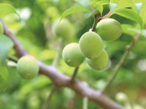 Clusters of green ume plums hanging from a branch, surrounded by lush foliage