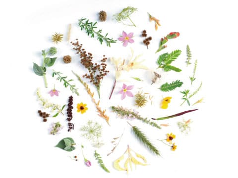A wide variety of flowers, leaves, seeds, and herbs are arranged in a circular pattern on a white background.