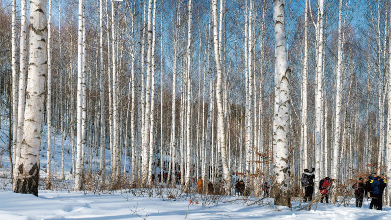 People walk through a snow-covered birch forest with tall white tree trunks in winter.