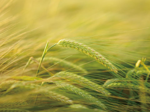 A close-up of green barley stalks with their bristled ears, growing in a sunlit field