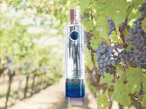 Cîroc vodka bottle standing between vineyard rows with ripe purple grapes in the foreground