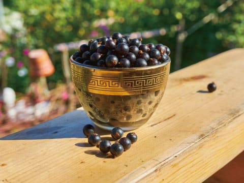 A decorative gold-patterned bowl filled with blackcurrants sits on a wooden railing outdoors, with more berries scattered nearby.