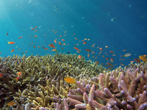 A vibrant coral reef teeming with small tropical fish in clear blue ocean water