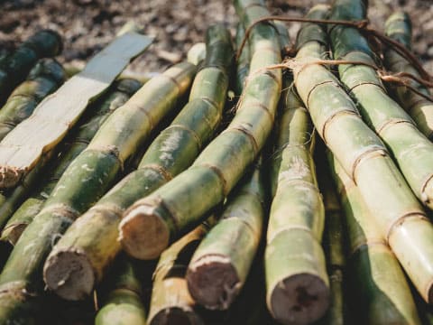 Freshly cut sugarcane stalks are bundled together on the ground with a machete nearby.