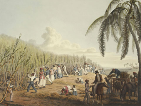 A historical illustration depicting workers harvesting sugarcane in a field, with palm trees in the background