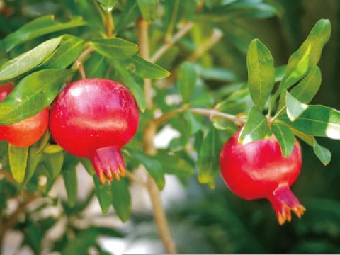 Two ripe red pomegranates hang from a branch surrounded by green leaves.
