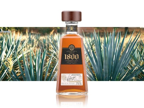 A bottle of Cuervo 1800 Añejo tequila standing amid a blue agave field with the trapezoidal bottle design visible against the greenery