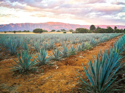 Rows of blue agave plants stretch across a field with mountains and a colorful sunset sky in the background.