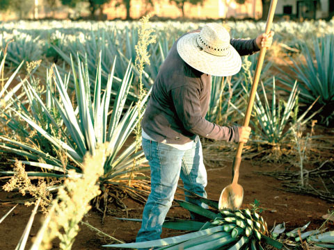 A worker uses a coa tool to trim leaves from a harvested blue agave plant in a Mexican agave field.