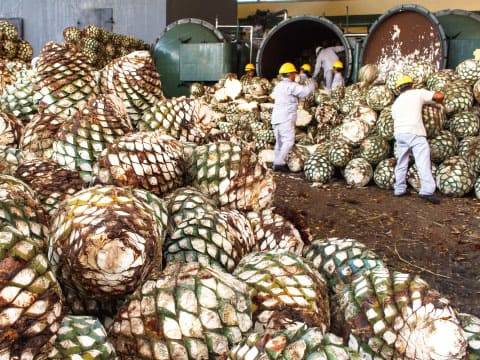 Workers in protective gear sorting large piles of roasted agave piñas outside industrial steam ovens at a tequila distillery