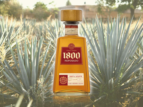 A bottle of Cuervo 1800 Reposado tequila standing amid a blue agave field, backlit by warm afternoon sunlight