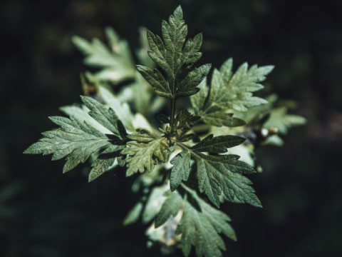 Close-up of silvery-green, deeply lobed wormwood leaves against a dark background.