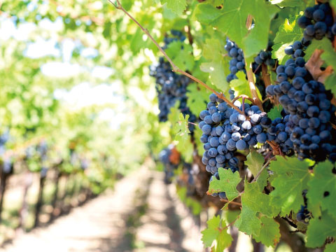 Close-up of ripe purple grape clusters hanging on the vine in a sunlit vineyard