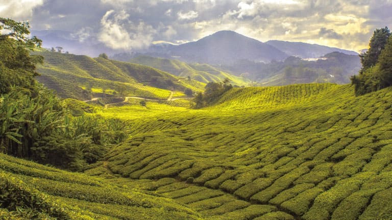 Rolling terraced plantation fields covered in lush green crops, with mountains and clouds in the background