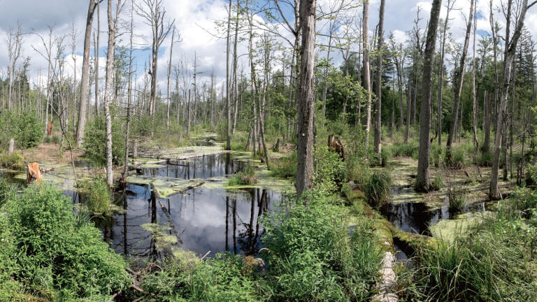Marshy woodland with standing water and lush greenery in Poland's Białowieża Forest