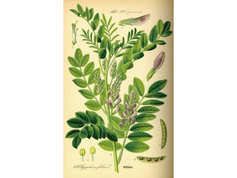 A vintage botanical illustration shows the licorice plant with its leaves, flowers, and seed pods.