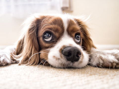 A close-up of a spaniel's dark nose and expressive eyes, resting its head on the floor