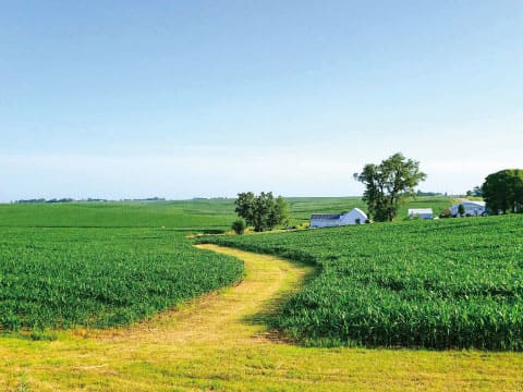A dirt path winding through a green cornfield with a farmhouse in the distance under a clear sky