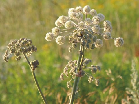 Angelica flower heads with round clusters of small white blossoms grow on tall stems in a grassy field.