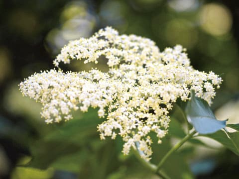 A cluster of small white elderflower blossoms grows on a branch surrounded by green leaves.