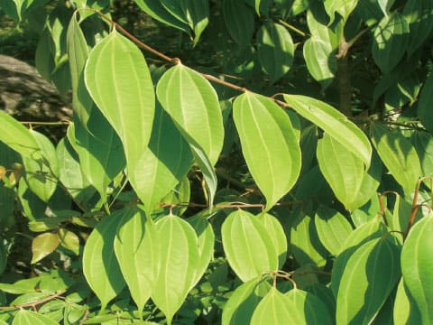 Glossy, oval-shaped cinnamon tree leaves catch sunlight against a green forest background.