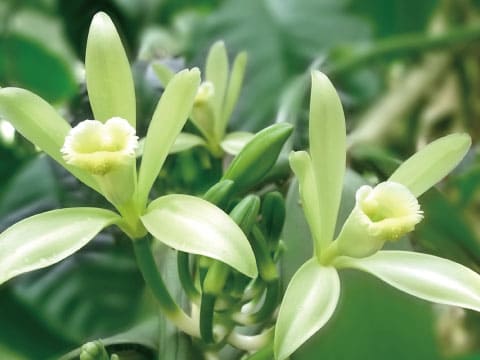 Pale green vanilla orchid flowers bloom on the vine surrounded by unopened buds and leaves.