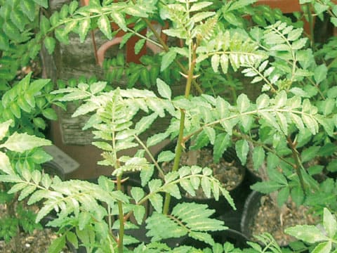 Young sansho pepper plants with compound green leaves grow in pots outdoors.