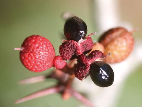 Close-up of sansho pepper berries in various stages of ripening, from red husks to shiny black seeds.