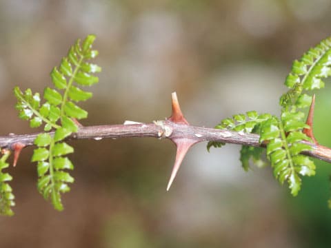 Close-up of a sansho branch showing its paired thorns alongside young compound leaves.