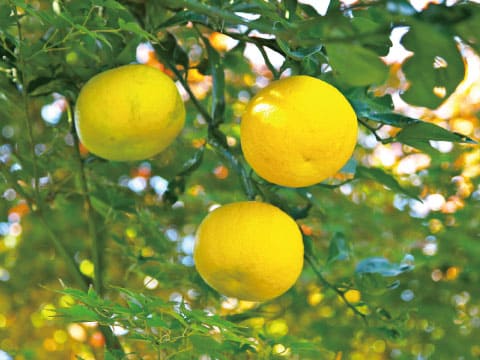 Three ripe yellow yuzu fruits hang among green leaves on a yuzu tree.
