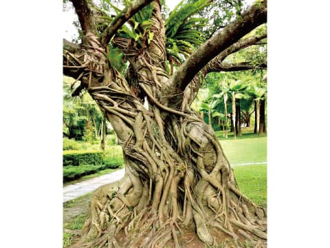 A large Acoua tree with sprawling, tangled aerial roots and ferns growing in its branches, set in a green park