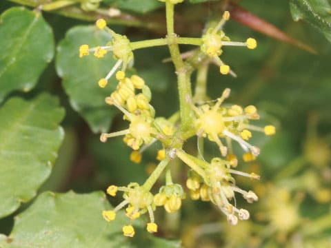 Small clusters of pale yellow sansho flowers bloom on a branch surrounded by green leaves.