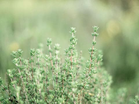 Close-up of thyme stems with small green leaves growing outdoors in soft natural light.