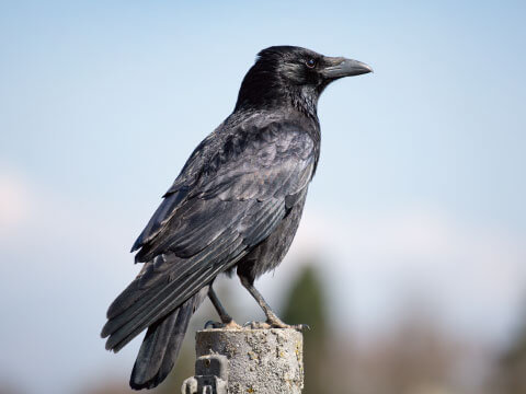 A black crow perched on a stone post outdoors, referencing the meaning of "Cuervo" (Spanish for crow)