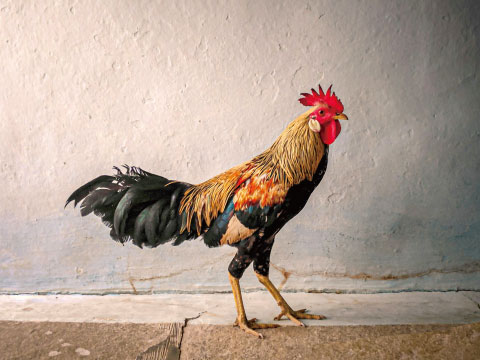 A colorful rooster standing on a stone ledge, referencing the meaning of "Espolón" (Spanish for rooster spur)