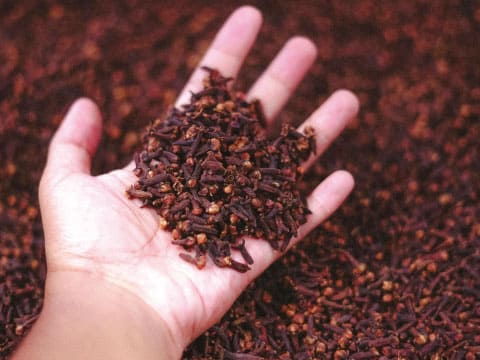 A hand holds a pile of dried whole cloves above a larger spread of cloves.