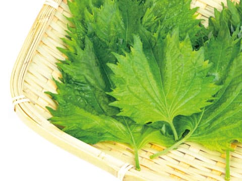 Fresh green shiso leaves with jagged edges are arranged in a woven bamboo basket.