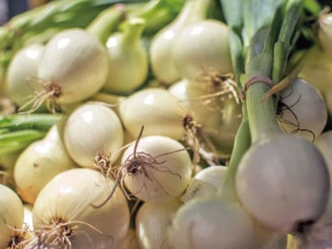 A close-up pile of freshly harvested white pearl onions with roots and green stems still attached